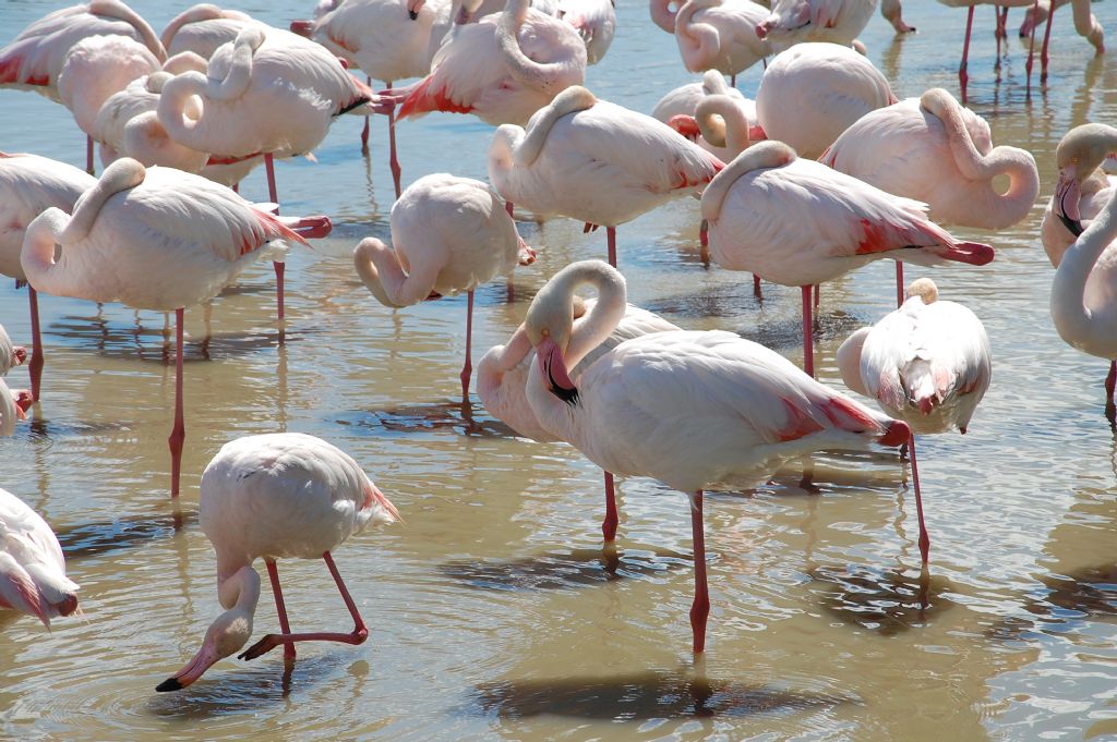 Uccelli della Camargue - 5 - Phoenicopterus roseus